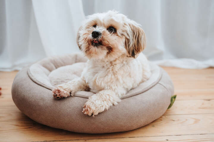 HUNTER Hunde- & Katzenbett Donut Rockford